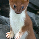 An ermine, also known as a stoat.